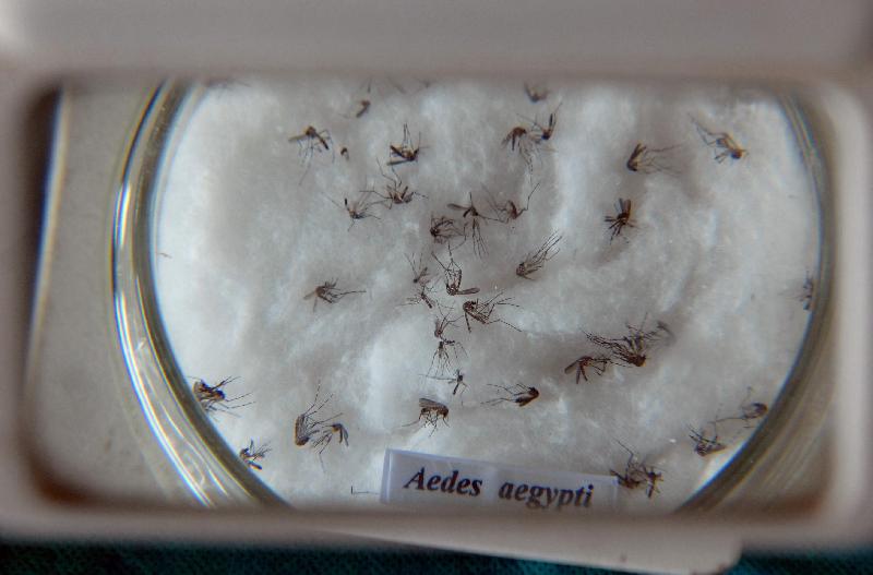 Pesquisadores vão desenvolver novos produtos contra o Aedes aegyptiArquivo/Agência Brasil
