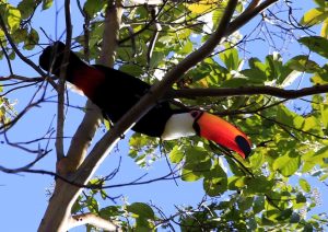 meio ambiente sustentável-5