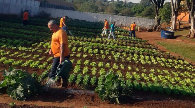 horta-semiaberto-de-ponta-pora-1-672x372