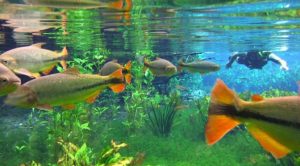 peixes-bonito-672x372