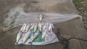 pescado-Aquidauana-300x169