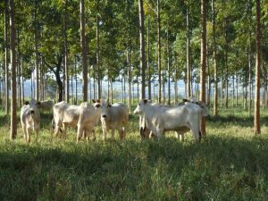 8675-foto-embrapa