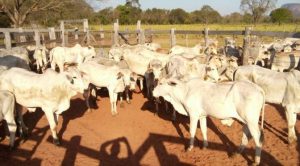 Macho-12-a-24-1-1038x576-1-672x372