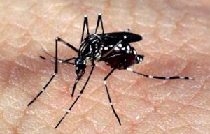 aedes_dengue_zika-580x372