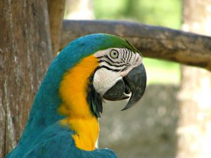 arara.Freeimages_com