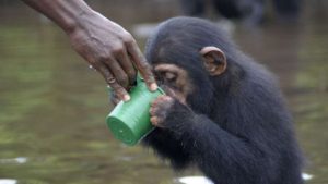 chimpances2