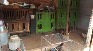 rinha-de-galo-672x372