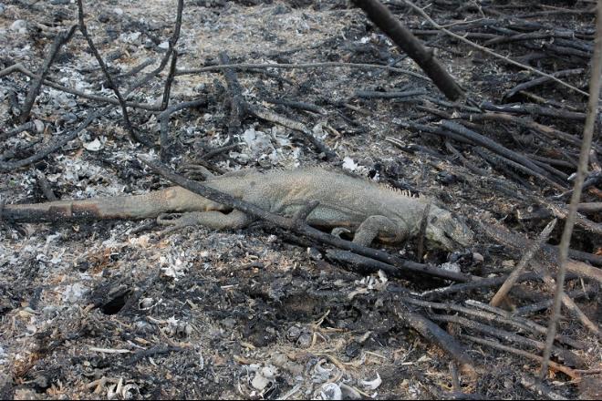Animais morrem ou se ferem com queimadas no Pantanal - Foto: Chico Ribeiro / Arquivo