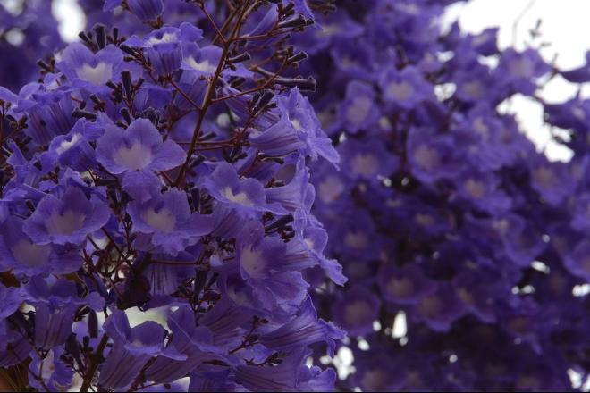 Foto: Bruno Henrique / Correio do Estado